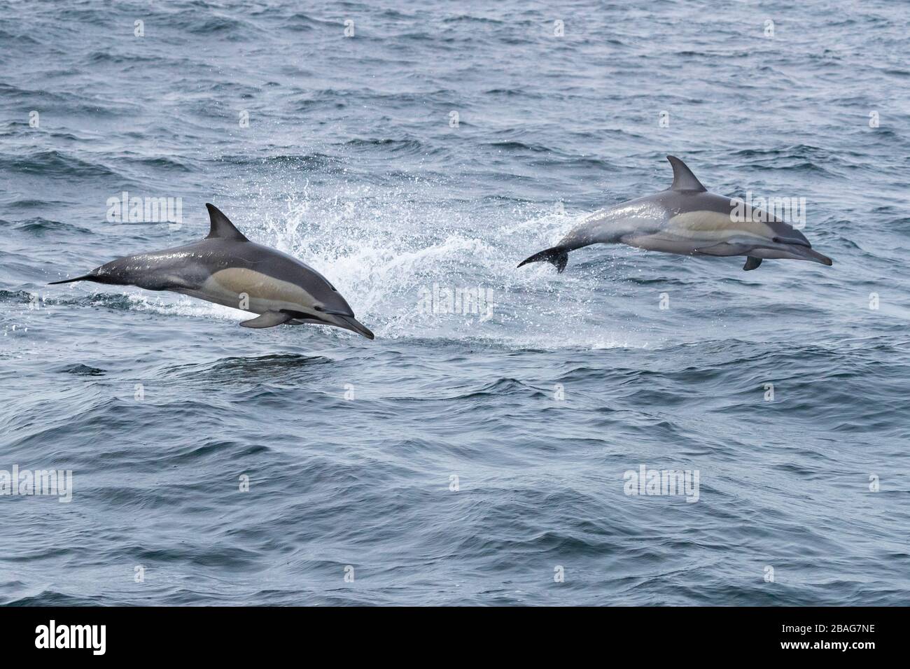 Dauphin commun à bec long (Delphinus capensis), deux individus sautant hors de l'eau, le Cap occidental, Afrique du Sud Banque D'Images