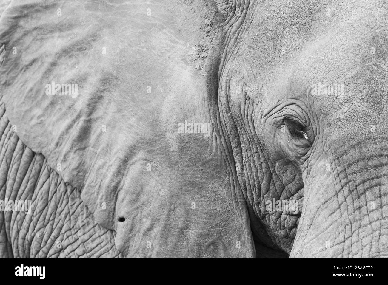 Éléphant d'Afrique Bush (Loxodonta africana), gros plan adulte, Mpumalanga, Afrique du Sud Banque D'Images