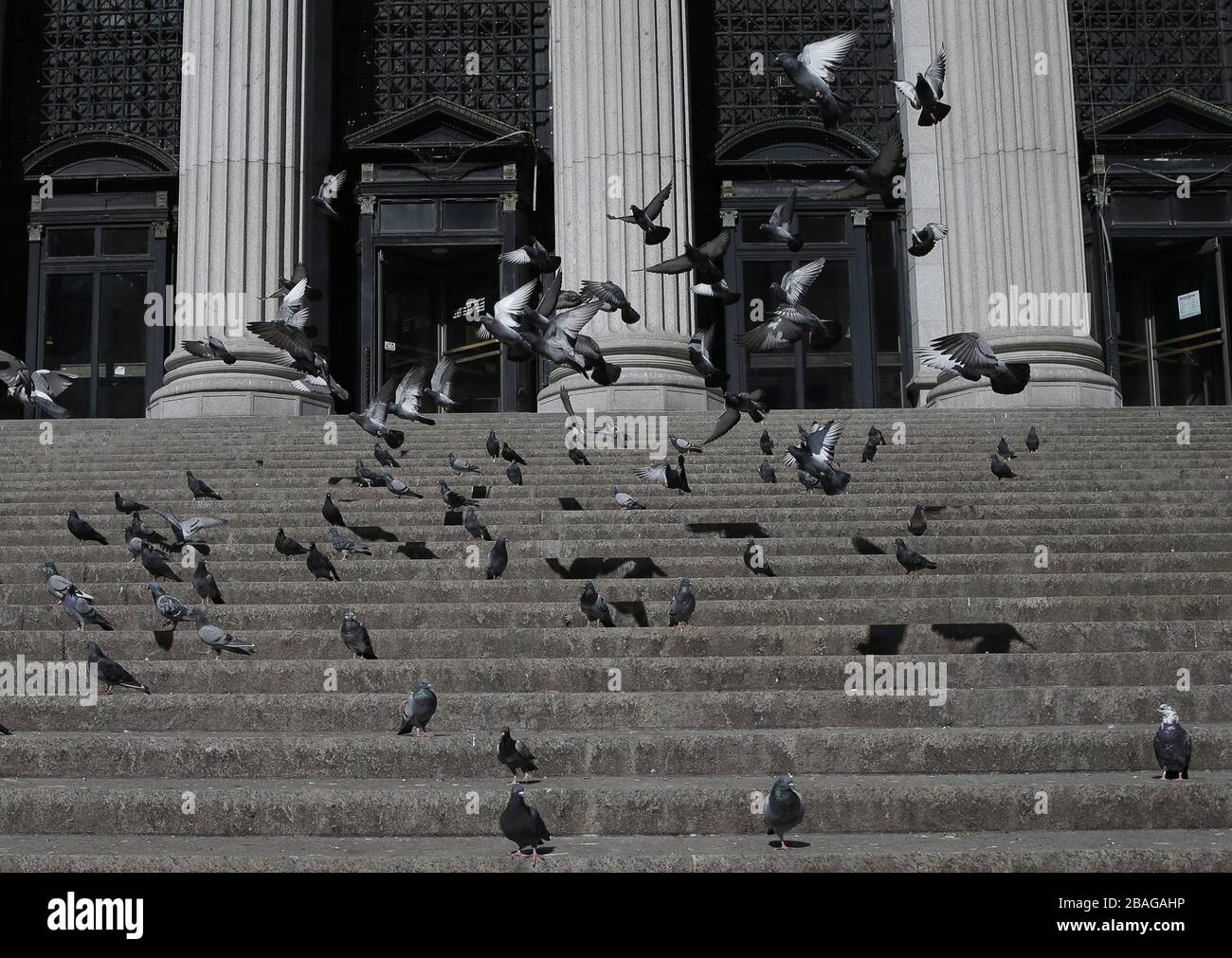 New York, États-Unis. 27 mars 2020. Les pigeons remplissent les escaliers du bureau de poste de la rue James A. Farley à New York le vendredi 27 mars 2020. Près de la moitié des États-Unis sont sous commande de séjour à domicile et les États-Unis sont devenus le pays avec les cas de coronavirus les plus confirmés à plus de 94 000. Photo de John Angelillo/UPI crédit: UPI/Alay Live News Banque D'Images