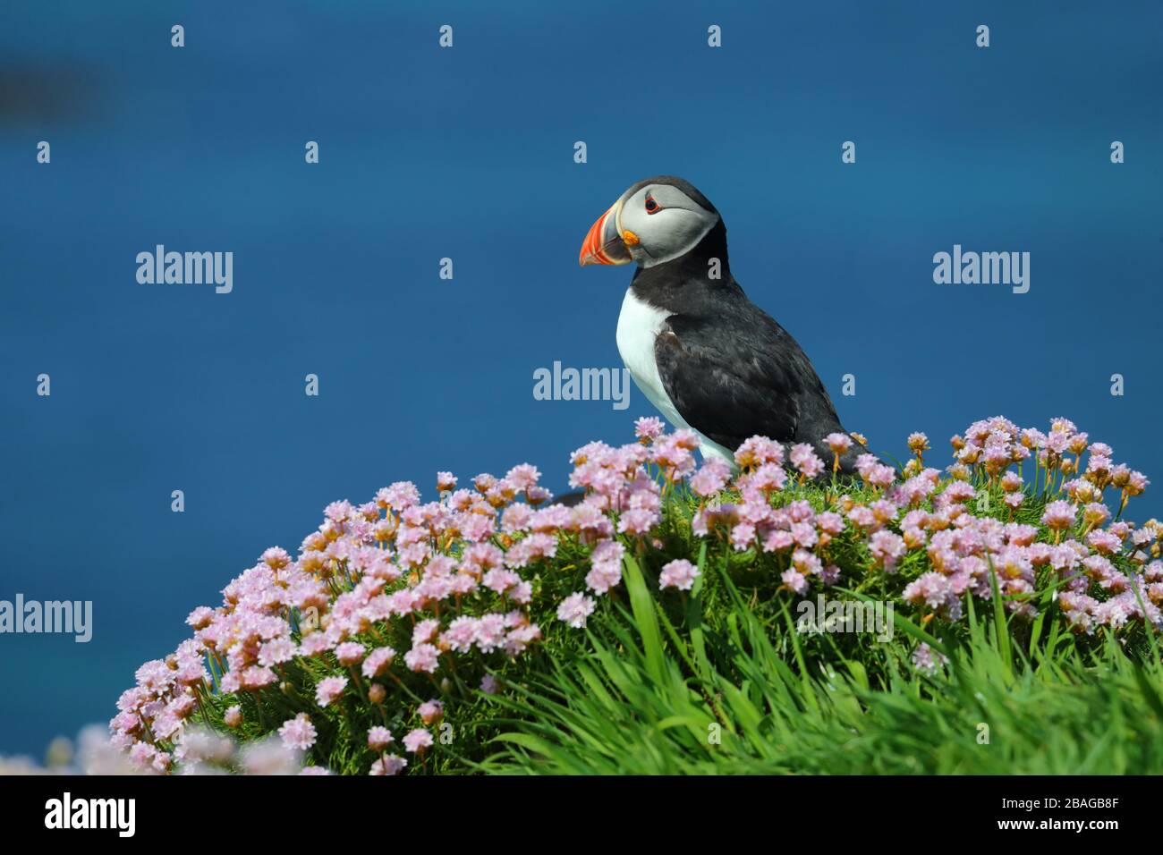 Un Puffin atlantique adulte (Fratercula arctica) parmi des fleurs roses de mer ou de thrift dans une colonie de reproduction en Ecosse, Grande-Bretagne, Royaume-Uni Banque D'Images