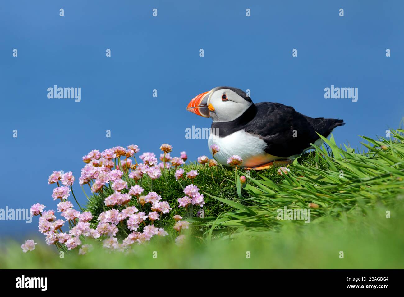 Un Puffin atlantique adulte (Fratercula arctica) parmi des fleurs roses de mer ou de thrift dans une colonie de reproduction en Ecosse, Grande-Bretagne, Royaume-Uni Banque D'Images