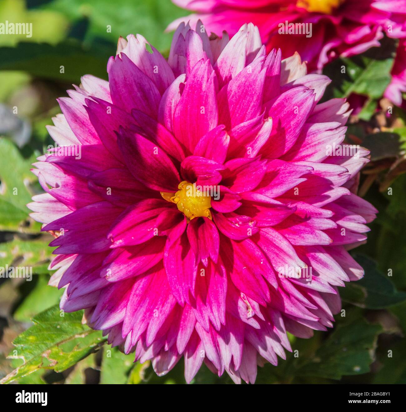 Dahlia dans Butchart Gardens, Victoria (Colombie-Britannique), Canada. Banque D'Images