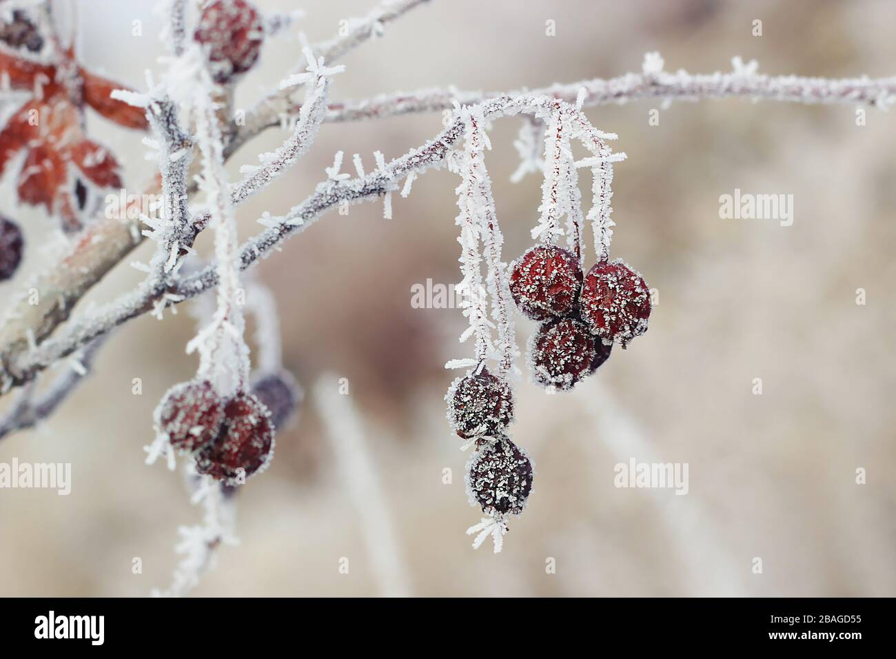 baies d'hiver rouges recouvertes de givre Banque D'Images