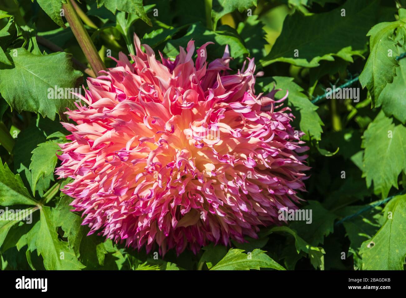 Dahlia dans Butchart Gardens, Victoria (Colombie-Britannique), Canada. Banque D'Images