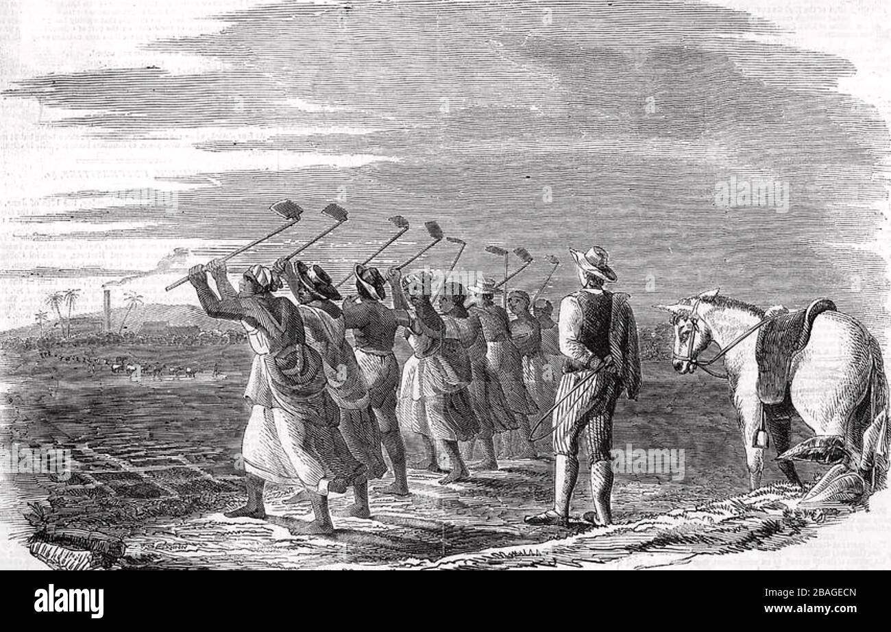 L'élevage DE CANNE À SUCRE dans les Antilles, les esclaves préparent des parcelles individuelles pour les cannes regardées par un envahisseur avec l'usine dans la distance. Vers 1820. Banque D'Images