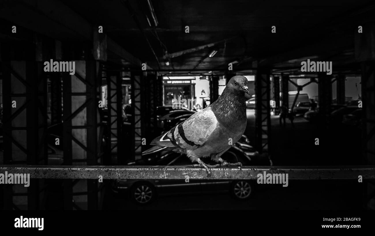 une colombe se trouve sur une clôture dans un parking. Aussi appelés pigeons de ville, pigeons de ville ou pigeons de rue. Oiseaux sauvages dans un parking flou. Noir et W Banque D'Images une colombe se trouve sur une clôture dans un parking. Aussi appelés pigeons de ville, pigeons de ville ou pigeons de rue. Oiseaux sauvages dans un parking flou. Noir et W Banque D'Images