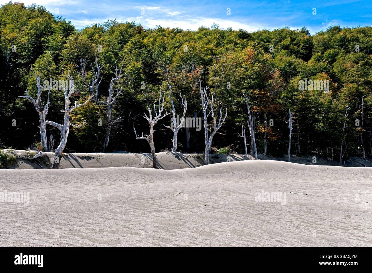 Route 2015/ Chili : dunes de cendres volcaniques et arbres morts causés par l'éruption du volcan Puyehue au Chili en juin 2011. Banque D'Images