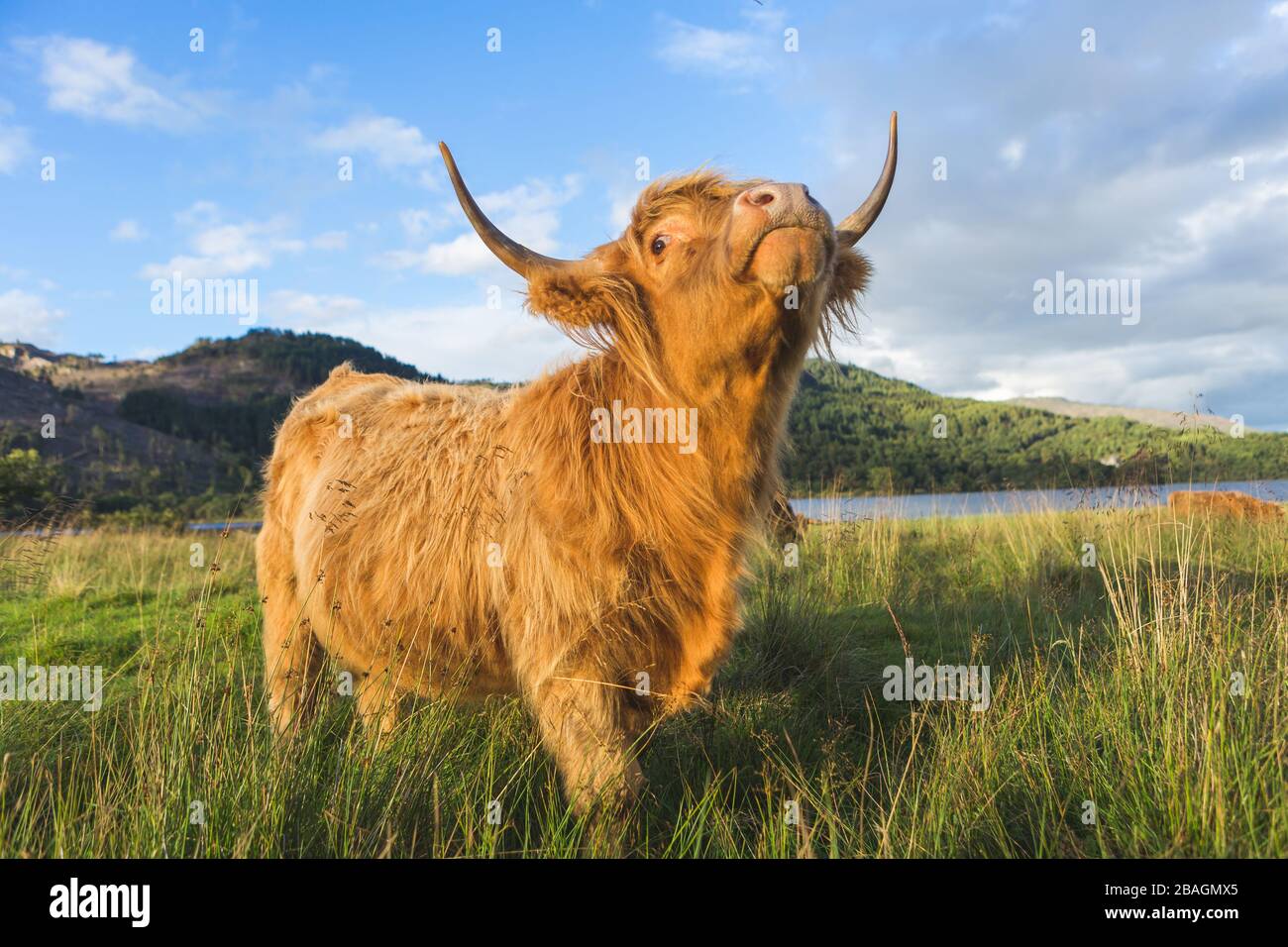 Scottish Highland cow bull en champ, Ecosse UK Banque D'Images