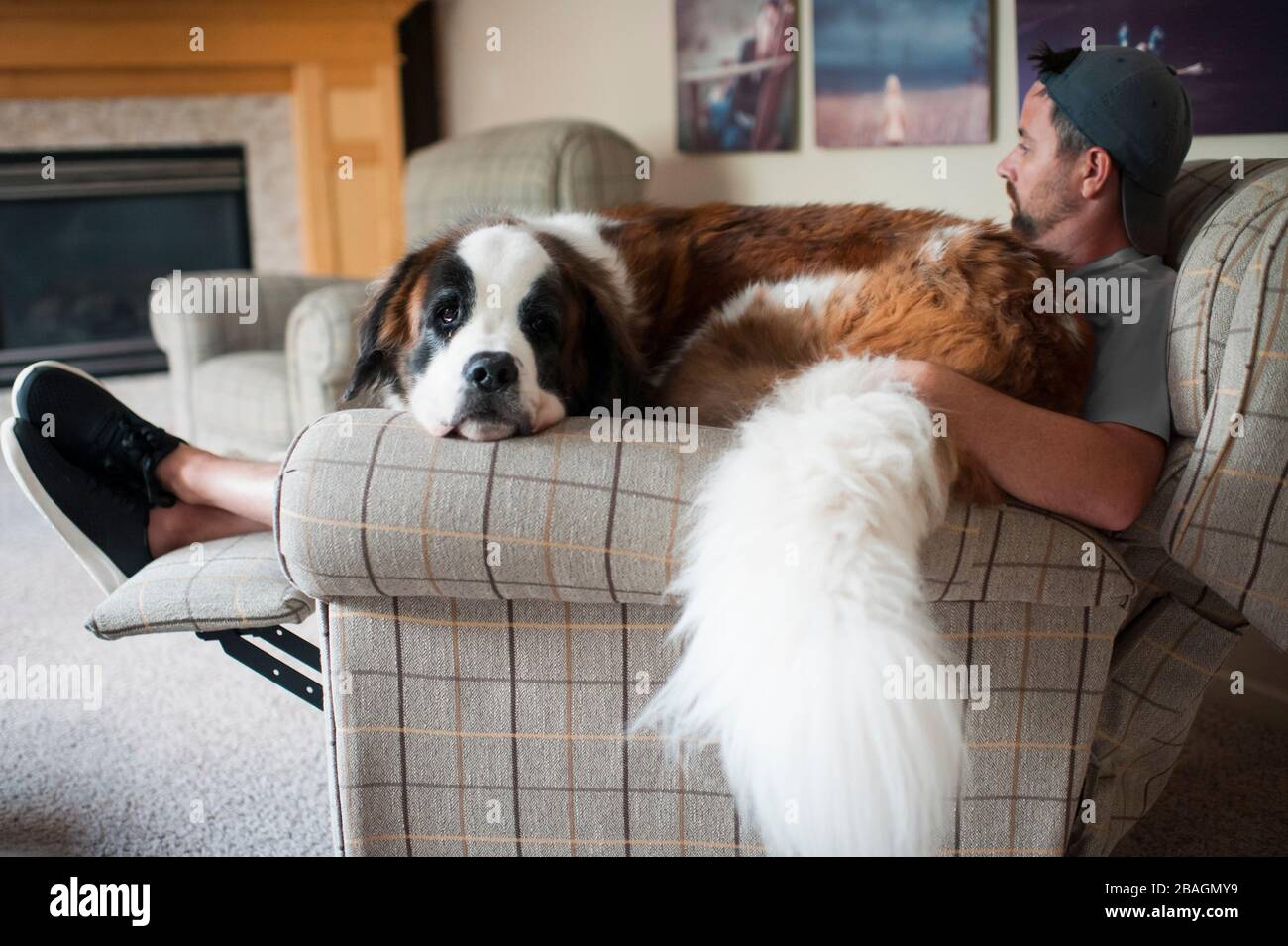 Le grand chien Saint Bernard est assis sur les genoux d'un homme dans une chaise à la maison Banque D'Images
