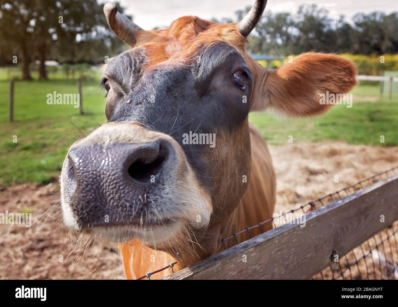 Gros plan de la vache brune regardant dans la caméra se tenant près de la clôture de la ferme Banque D'Images