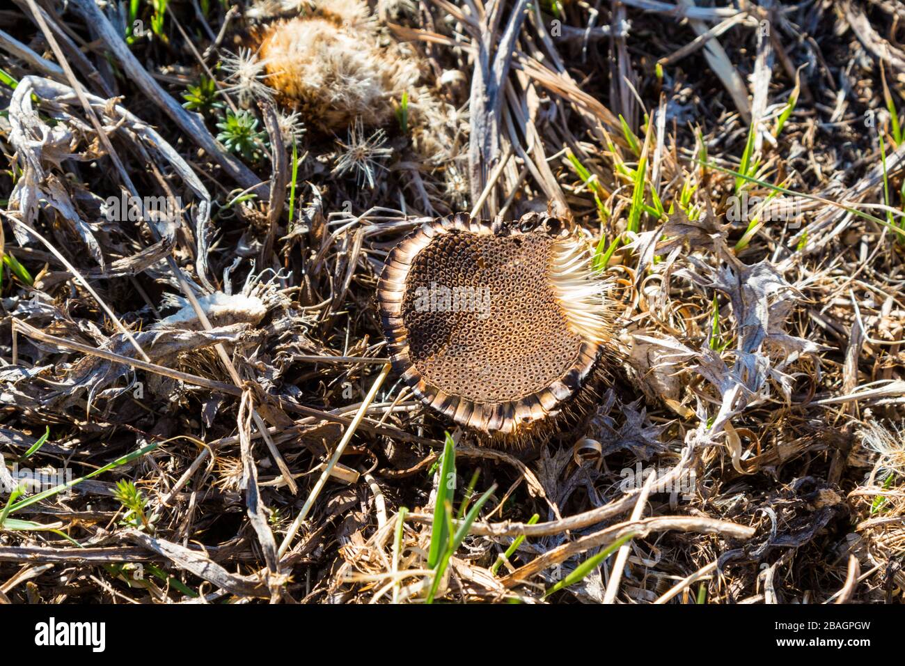 Chardon carliné sans Stemless Carlina acaulis vue du bas des fleurs au début du printemps, Sopron, Hongrie Banque D'Images
