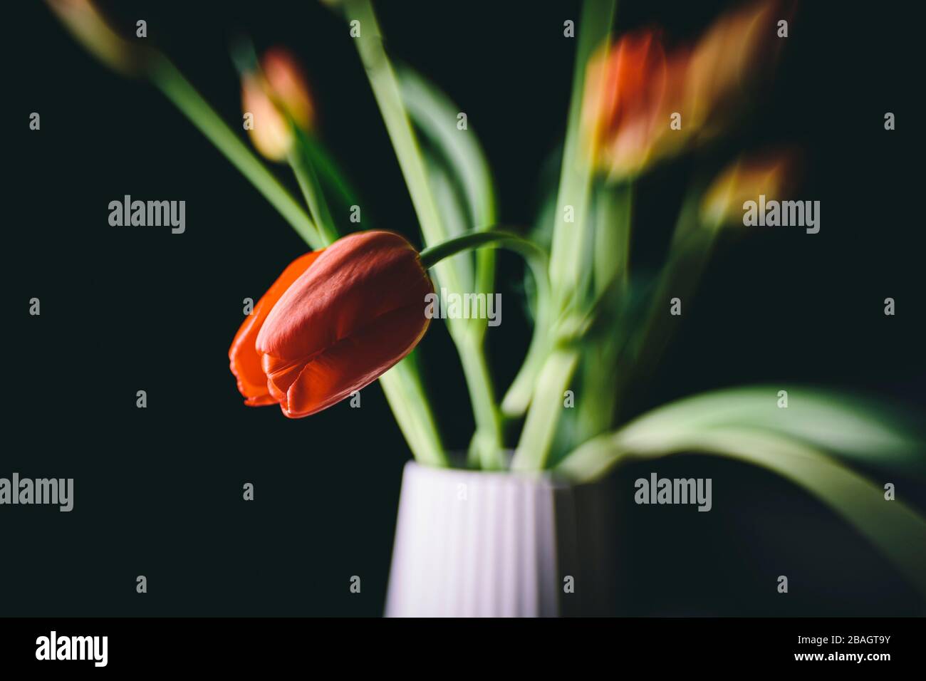Bouquet de fleurs de tulipes rouges sur un vase en pot blanc isolé sur fond noir Banque D'Images