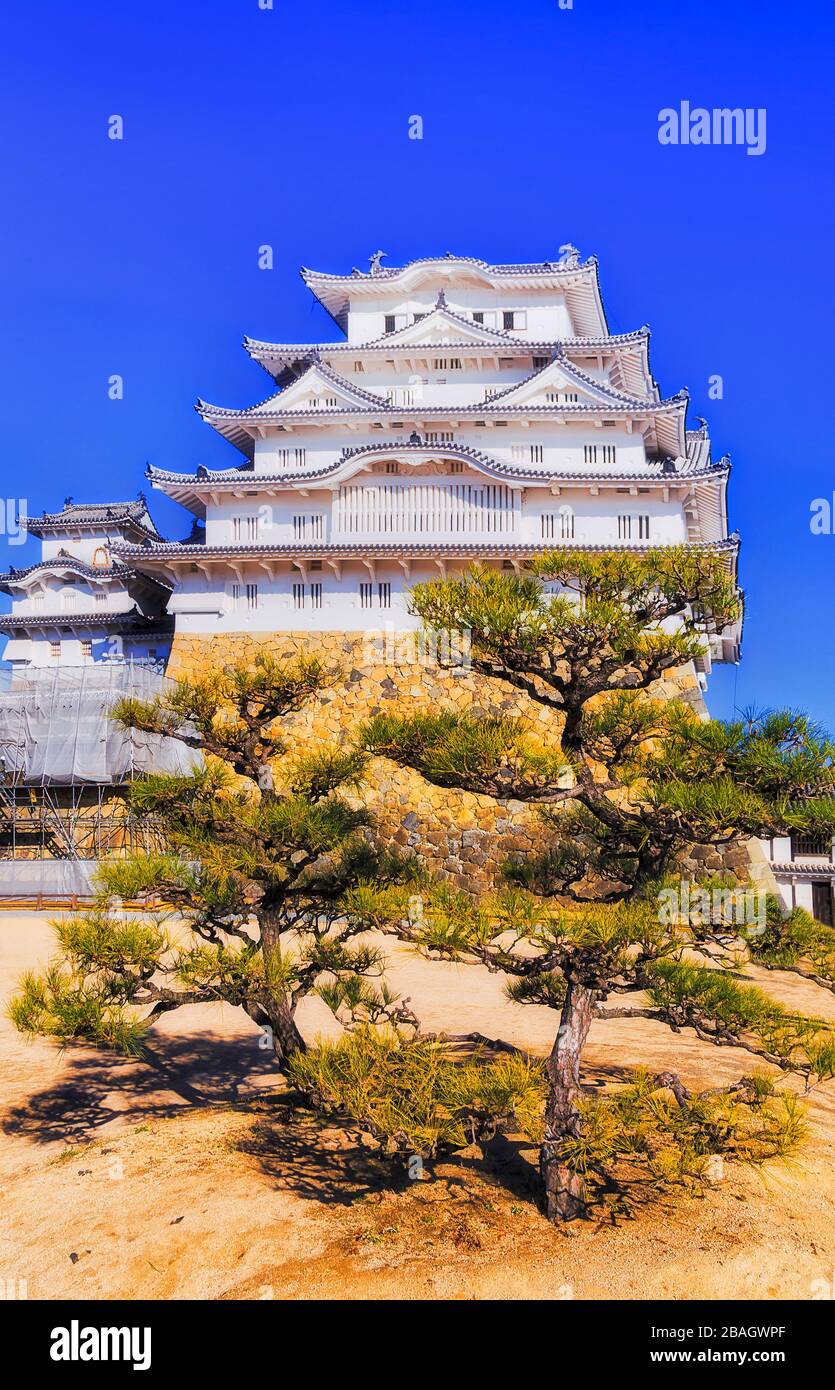 Tour blanche historique du château Himeji sur le mur de pierre de la cour intérieure avec un pin vert sous le ciel bleu. Banque D'Images