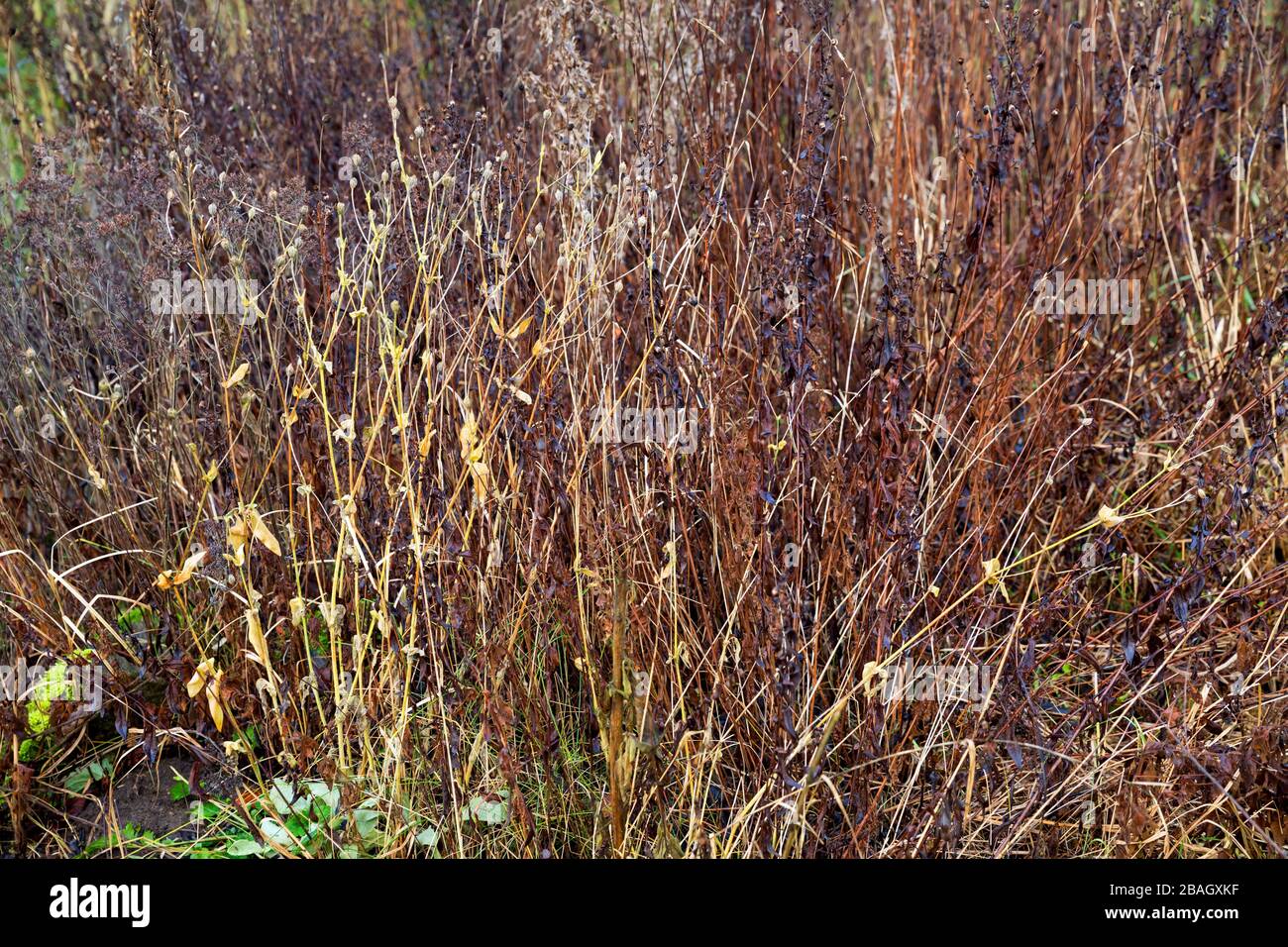 Jardin naturel, plantes mortes et sèches reposant dans un jardin comme refuge pour insekt, Allemagne Banque D'Images