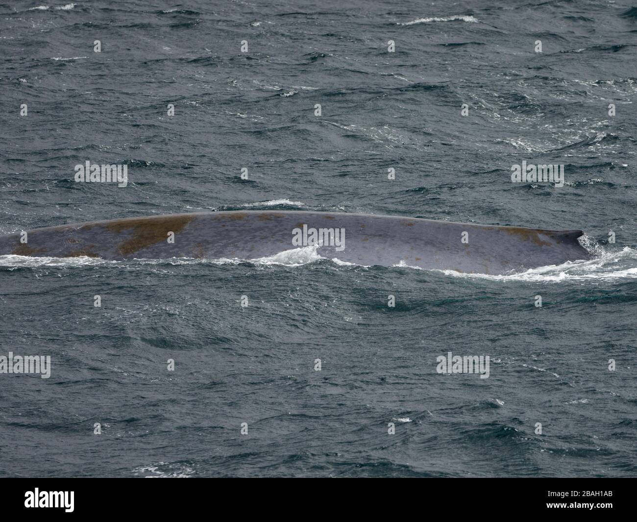 Baleine bleue, Balaenoptera musculus, au large de la côte de l'île de Géorgie du Sud Banque D'Images