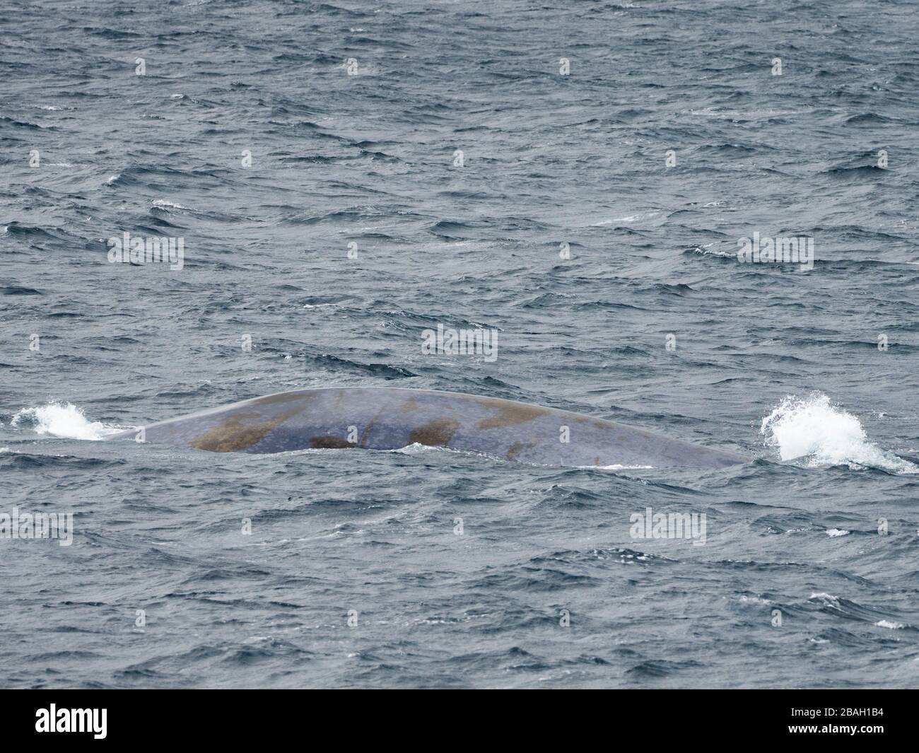 Baleine bleue, Balaenoptera musculus, au large de la côte de l'île de Géorgie du Sud Banque D'Images