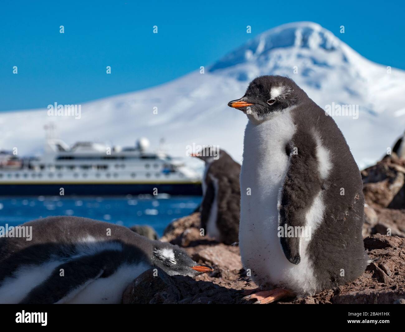 Gentoo Penguins, Pygoscelis papouasie, à Jougla point près de Port Lockroy, en Antarctique Banque D'Images