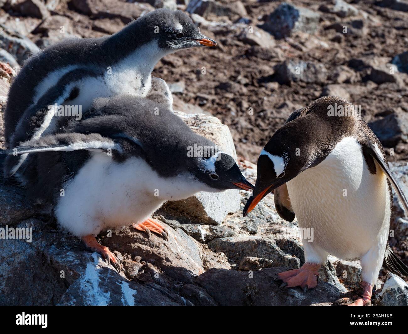 Gentoo Penguins, Pygoscelis papouasie, à Jougla point près de Port Lockroy, en Antarctique Banque D'Images