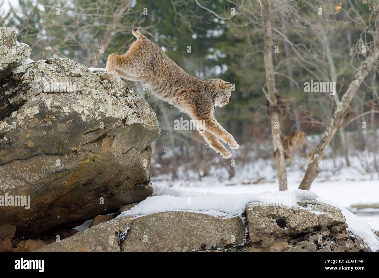 Lynx (Lynx canadensis), hiver, Amérique du Nord, par Dominique Braud/Dembinsky photo Assoc Banque D'Images
