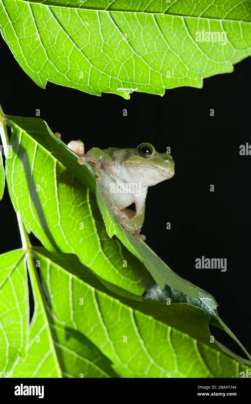 Gris Tree Frog (Hyla versicolor) dans le milieu-ouest des États-Unis, par Dominique Braud/Dembinsky photo Assoc Banque D'Images