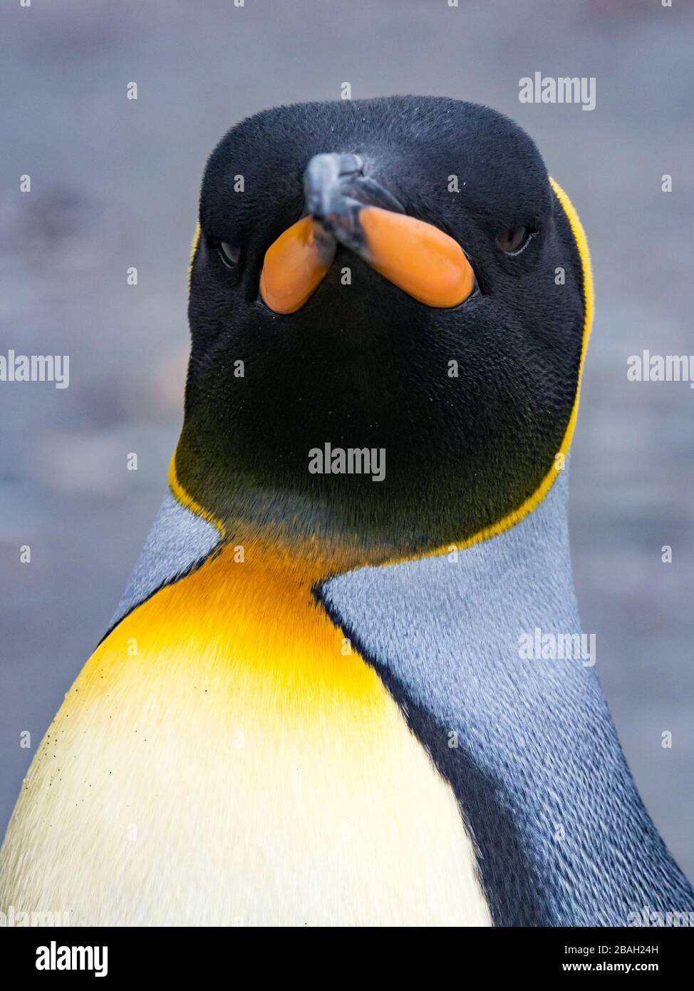 Roi Penguin à l'île de Géorgie du Sud Banque D'Images