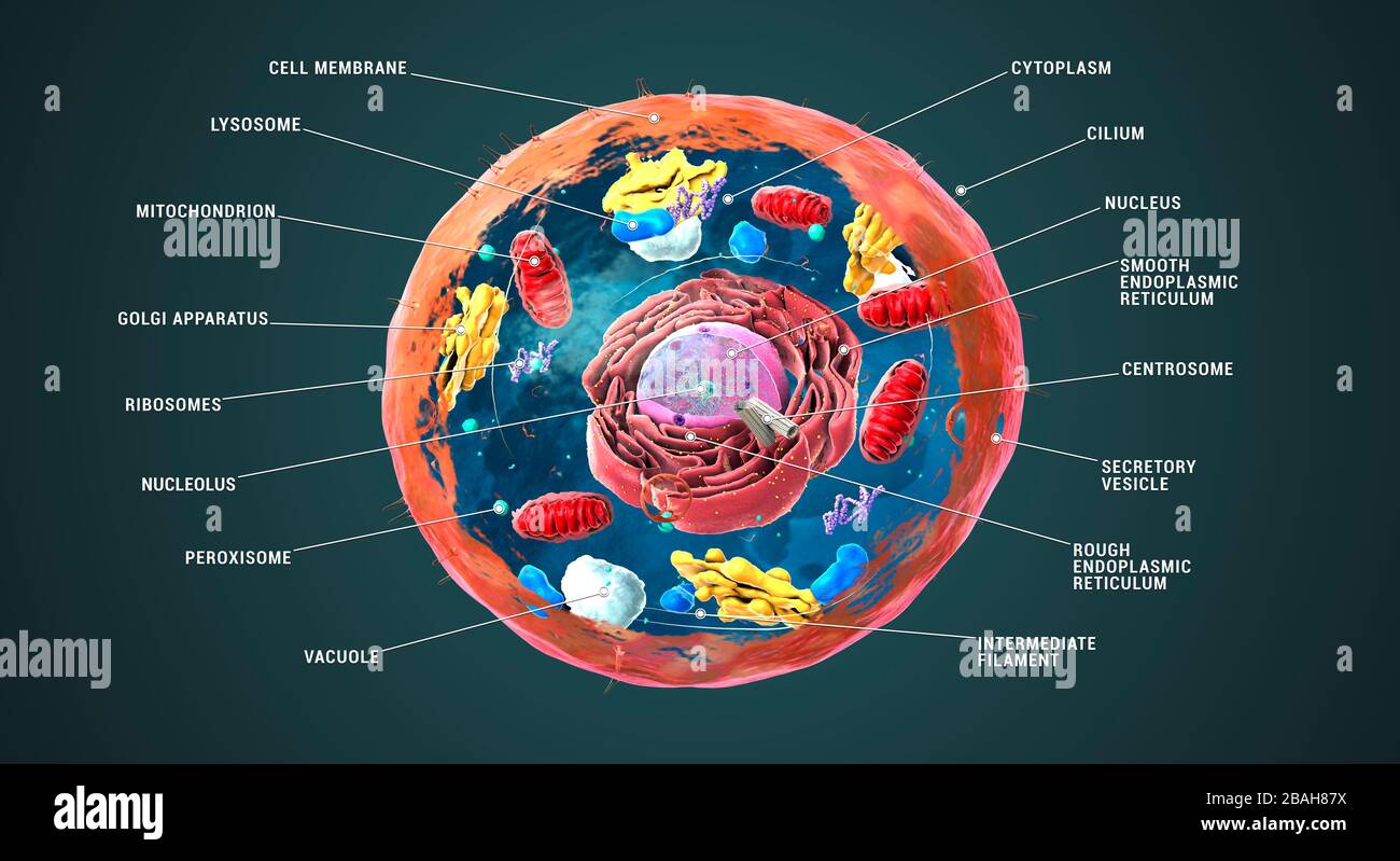 Structure des cellules animales, illustration Banque D'Images