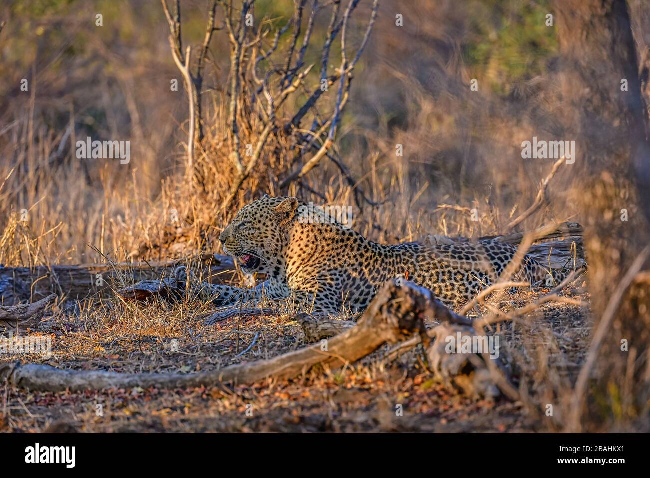 Léopard couché en lumière du soleil Kruger Park Banque D'Images