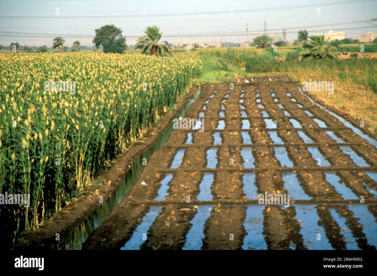 Champ d'irrigation du Nil en Haute-Egypte Banque D'Images