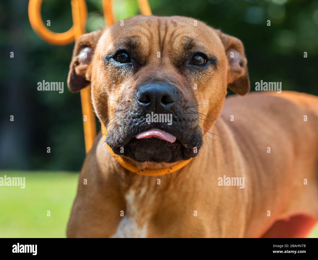 Chien brun adulte dans un refuge pour animaux Banque D'Images