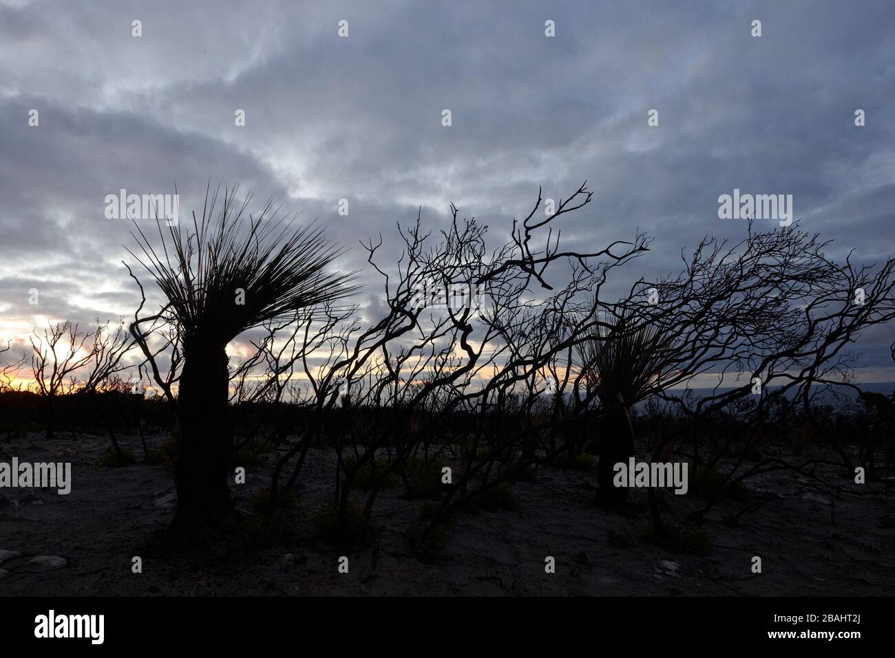 Le paysage dévasté de Kangaroo Island redonne lentement vie à la fin de février 2020. Banque D'Images