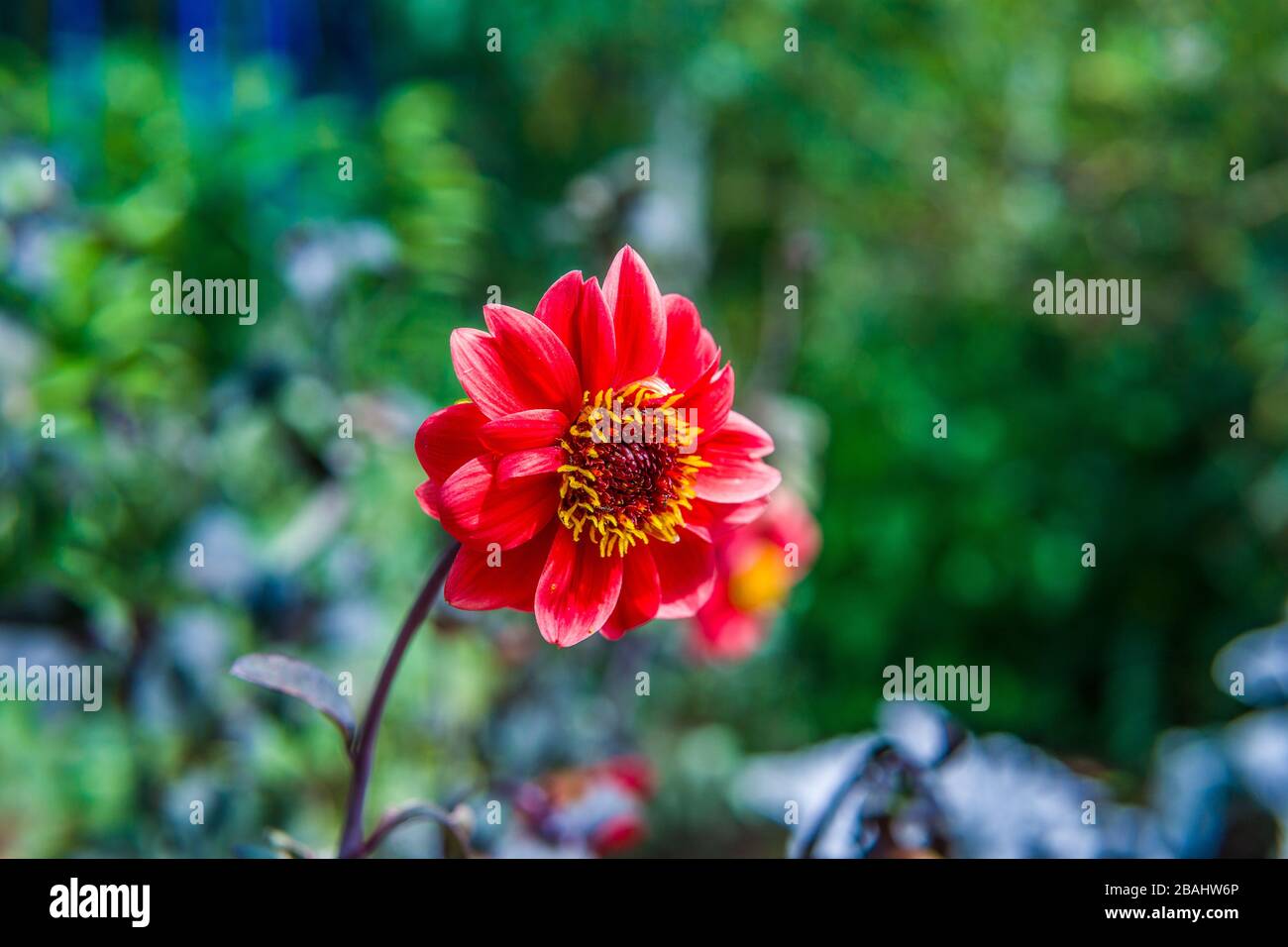 Fleur rouge Bloom Burst sur jardin fond coloré Banque D'Images