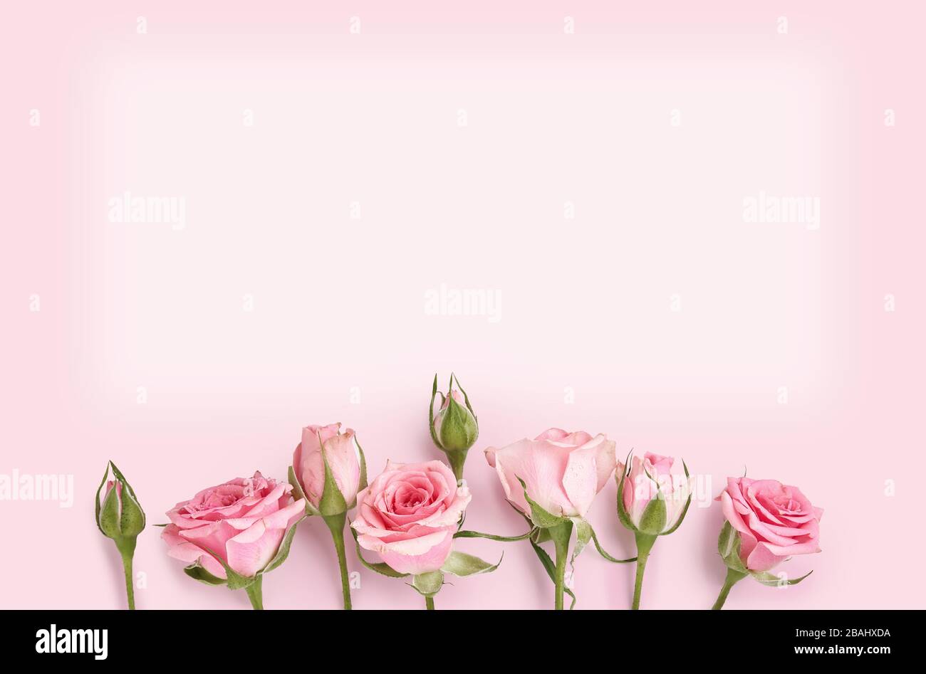 Roses roses roses sur fond rose. Fond de fleur de vacances pour invitation, bannière Banque D'Images