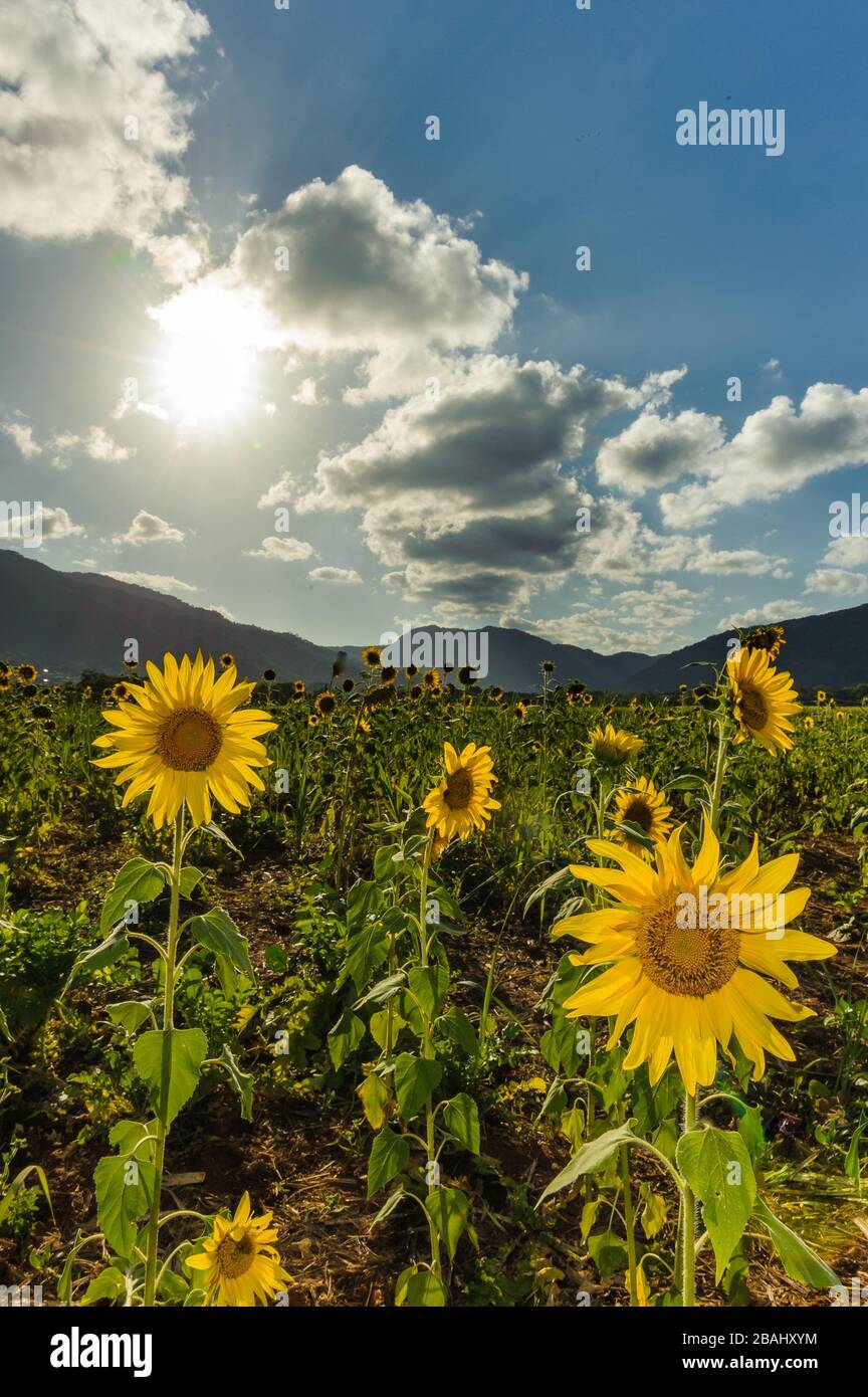 Vue sur les montagnes lointaines au coucher du soleil à travers une récolte de tournesol dans une ferme de Cairns, Queensland, Australie. Banque D'Images