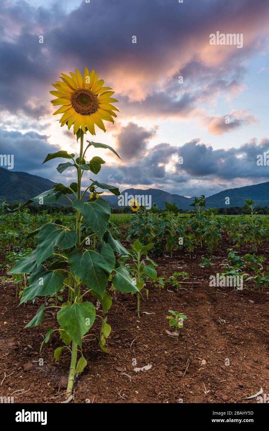 Vue sur les montagnes lointaines au coucher du soleil à travers une récolte de tournesol dans une ferme de Cairns, Queensland, Australie. Banque D'Images