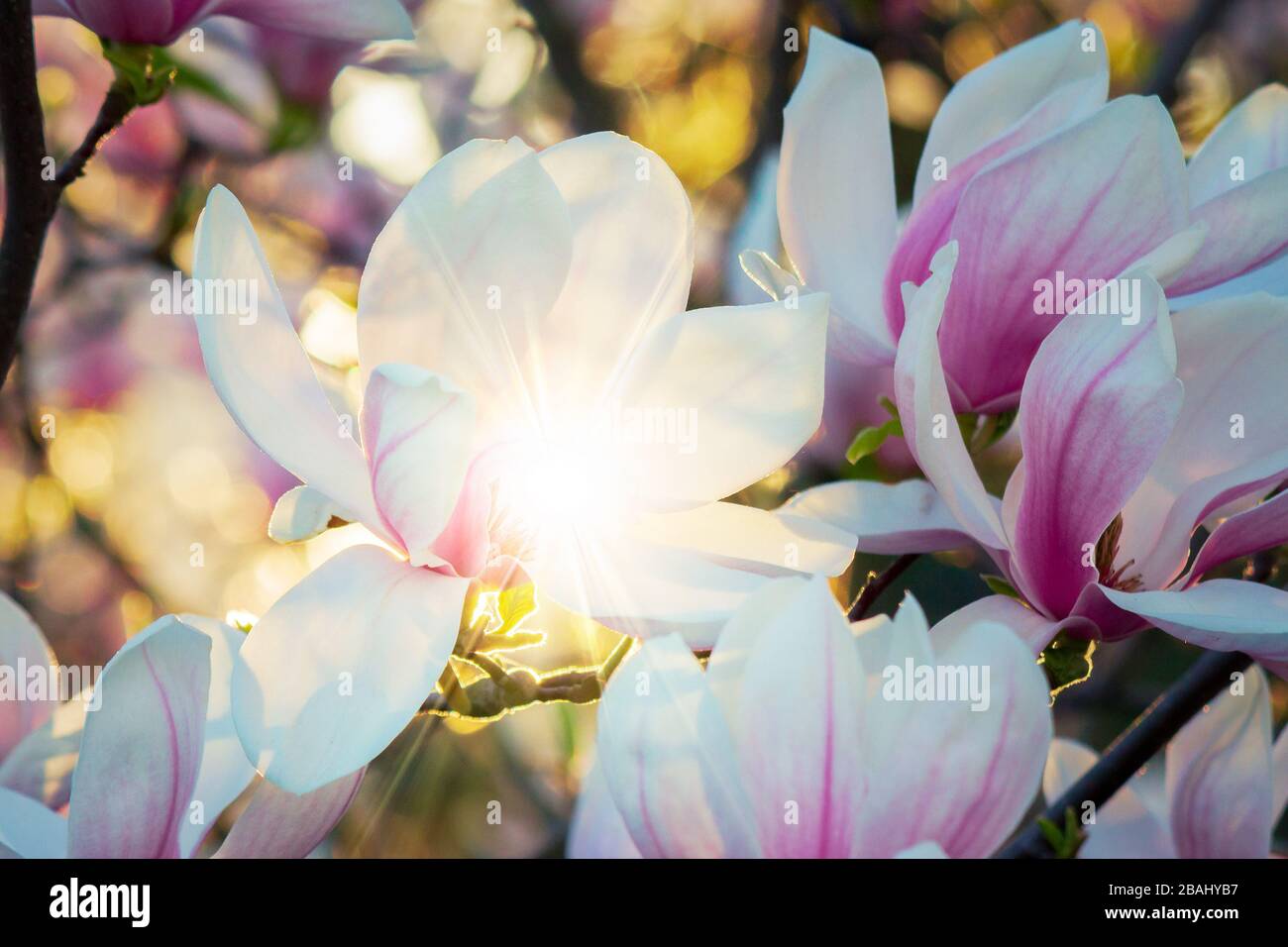 magnolia en lumière du soleil. magnifique arrière-plan printanier Banque D'Images