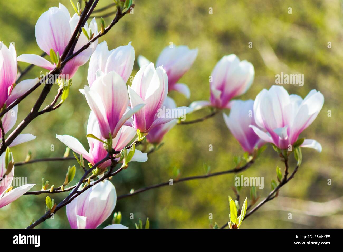 arrière-plan rose de la magnolia. beau paysage naturel avec des fleurs délicates au printemps Banque D'Images