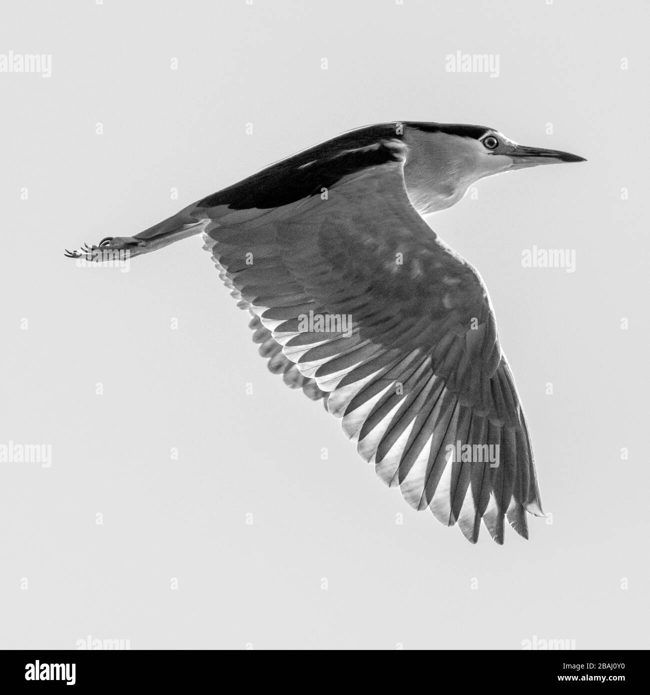 Oiseau heron isolé de nuit en vol - Israël Banque D'Images