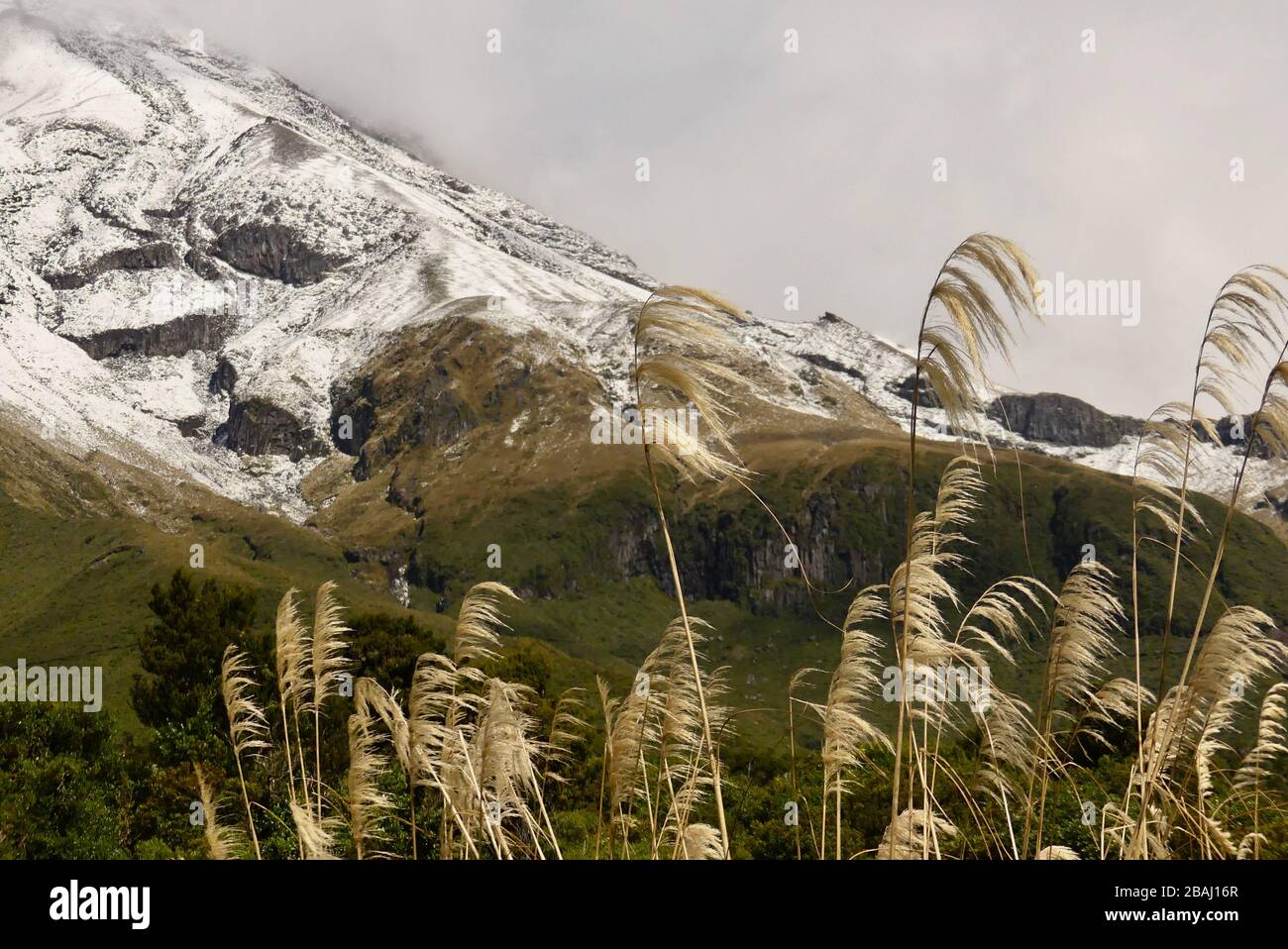 Taranaki (Mont Egmont) avec pistes enneigées et roseaux en premier plan Banque D'Images