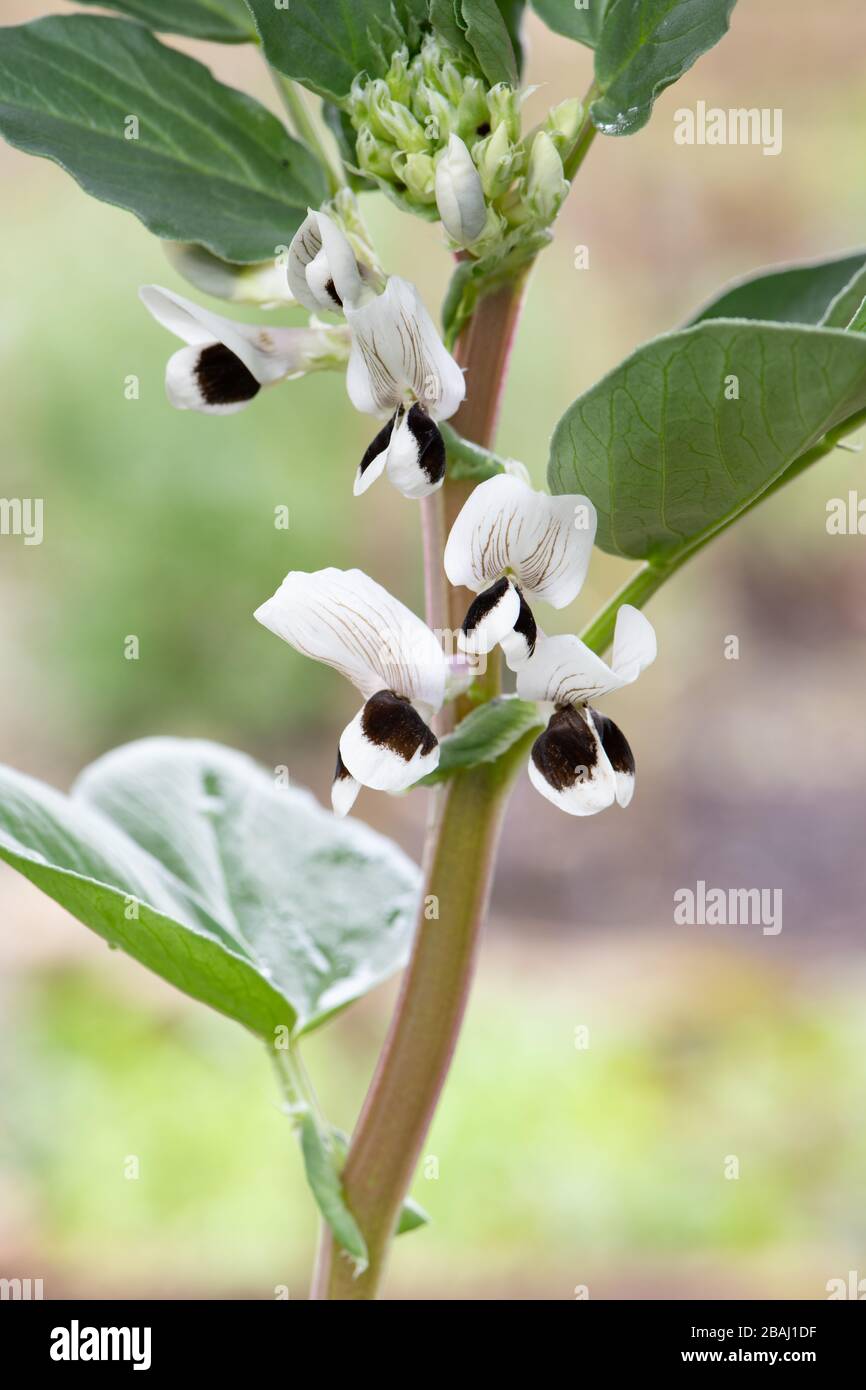 Plante de gros haricots 'chef-d'œuvre de gros haricots vert longpod' en fleur Banque D'Images