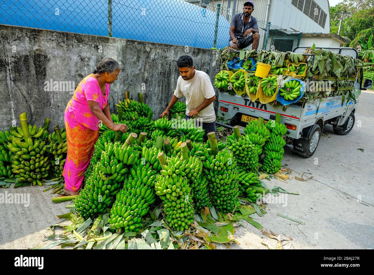 Negombo, Sri Lanka - Mars 2020: Un homme qui vend des bananes sur le marché du poisson à Negombo le 6 mars 2020 à Negombo, Sri Lanka. Banque D'Images