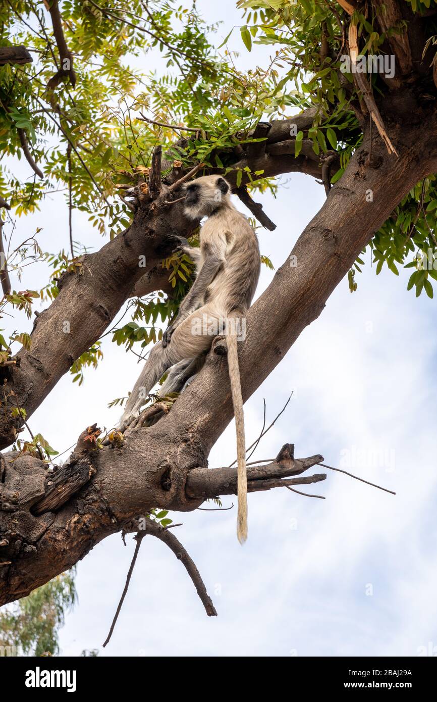 Le singe gris langurs (également connu sous le nom de Hanuman langur) se détend dans un arbre à Udaipur, en Inde Banque D'Images