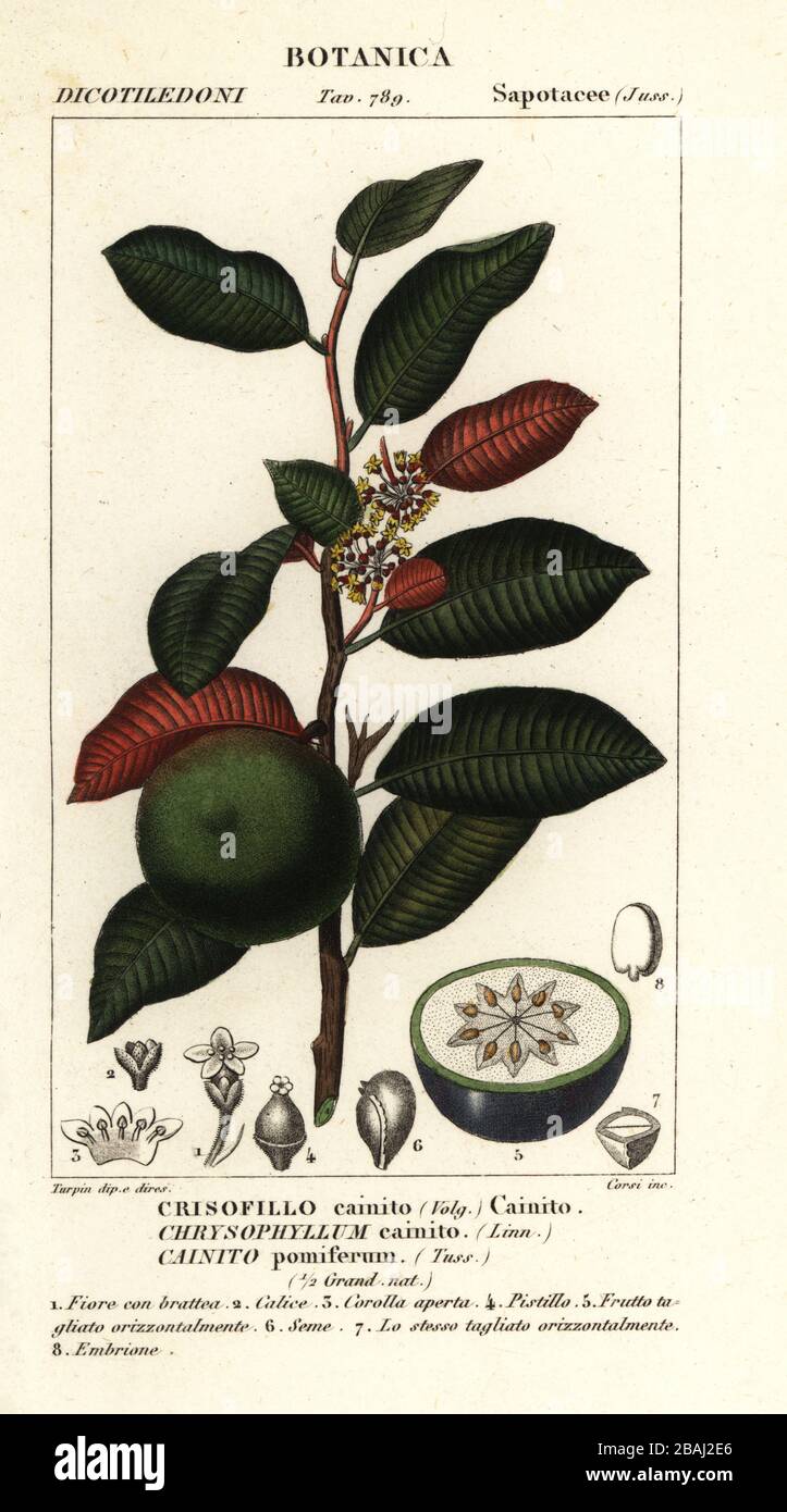 Cainito, pomme de goudron ou pomme d'étoile, Chrysophyllum cainito, Cainito pomiferum, Crisofillo cainito, copie en papier couleur à la main de la gravure du Dizionario delle enze Sciali d'Antoine Laurent de Jussieu, Dictionnaire des sciences naturelles, Florence, Italie, 1837. Illustration gravée par Corsi, dessinée et dirigée par Pierre Jean-François Turpin, et publiée par Batelli e Figli. Turpin (1775-1840) est considéré comme l'un des plus grands illustrateurs botaniques français du XIXe siècle. Banque D'Images