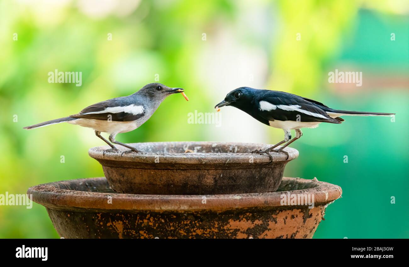 Mâle et femelle Oriental Magpie Robin avec des vers à mealvers dans les beaks perching sur un bol en argile Banque D'Images