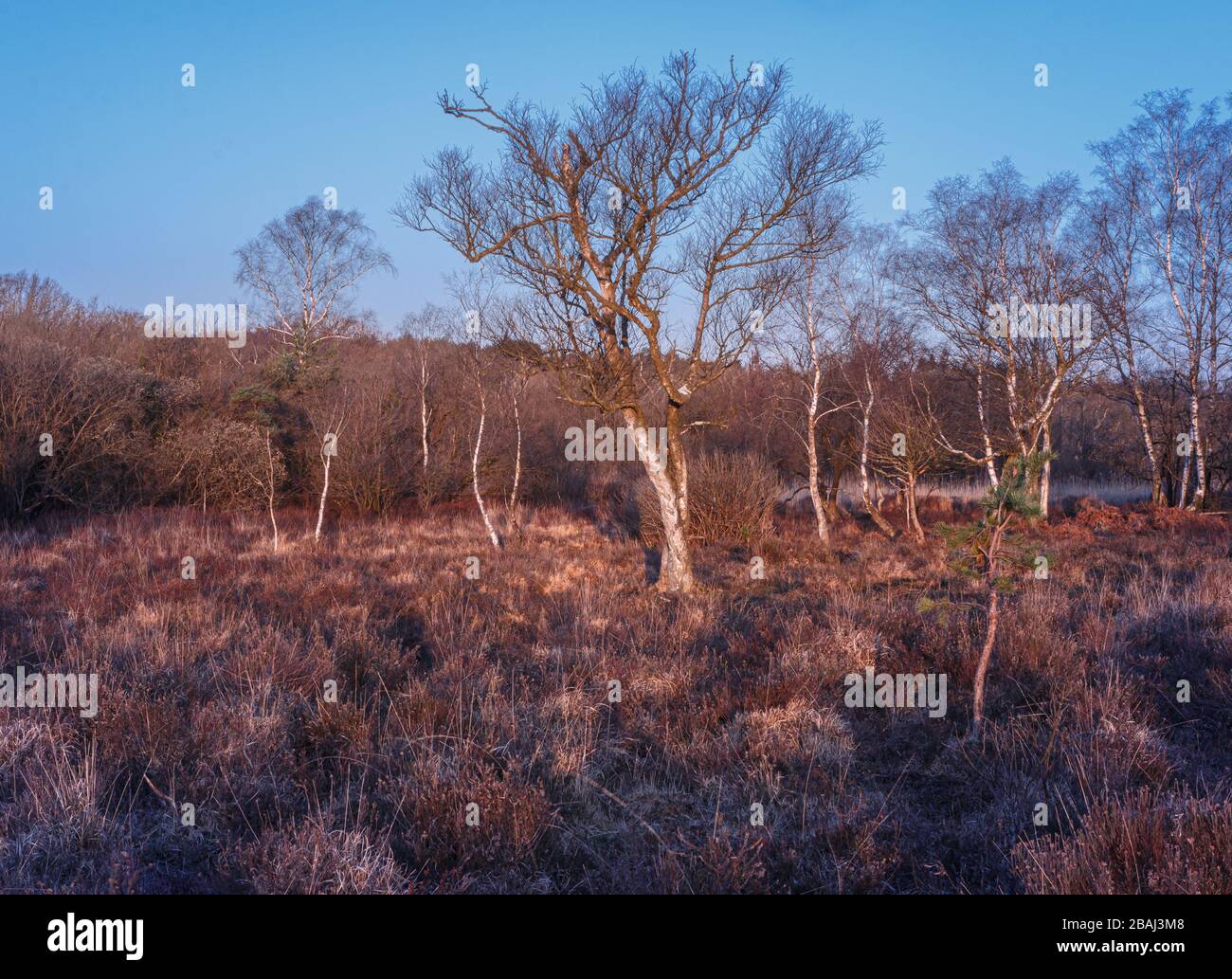 Des arbres Birch argentés dans une lumière surréaliste tôt le matin, situé près de Burley dans la Nouvelle forêt, Hampshire, Royaume-Uni Banque D'Images