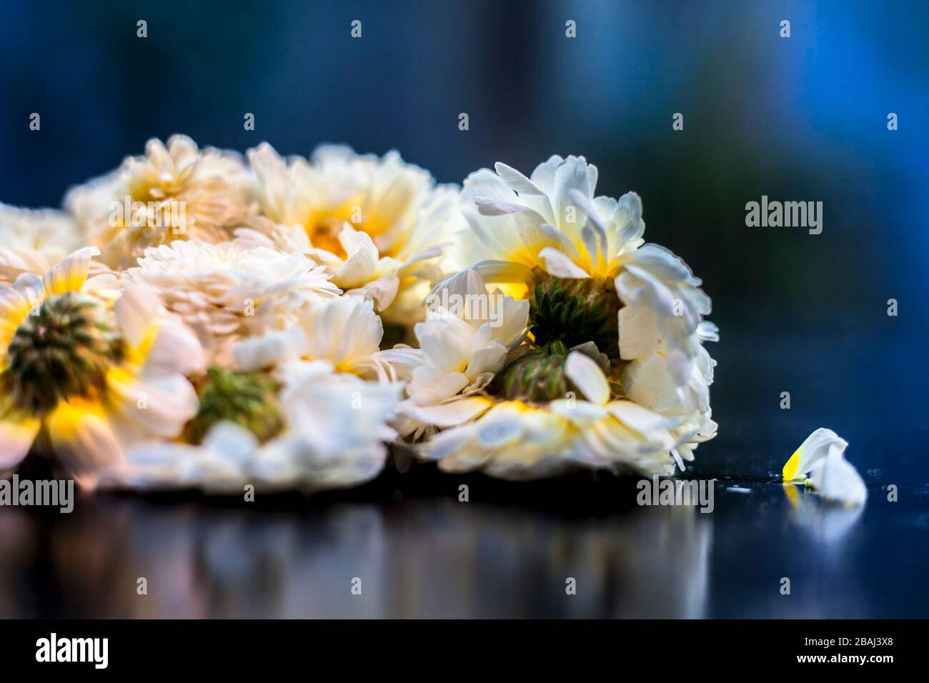 Prise de vue horizontale d'un tas de marises anglaises ou de marises communes sur une surface brillante de couleur noire avec fond flou et mise au point sélective. Banque D'Images