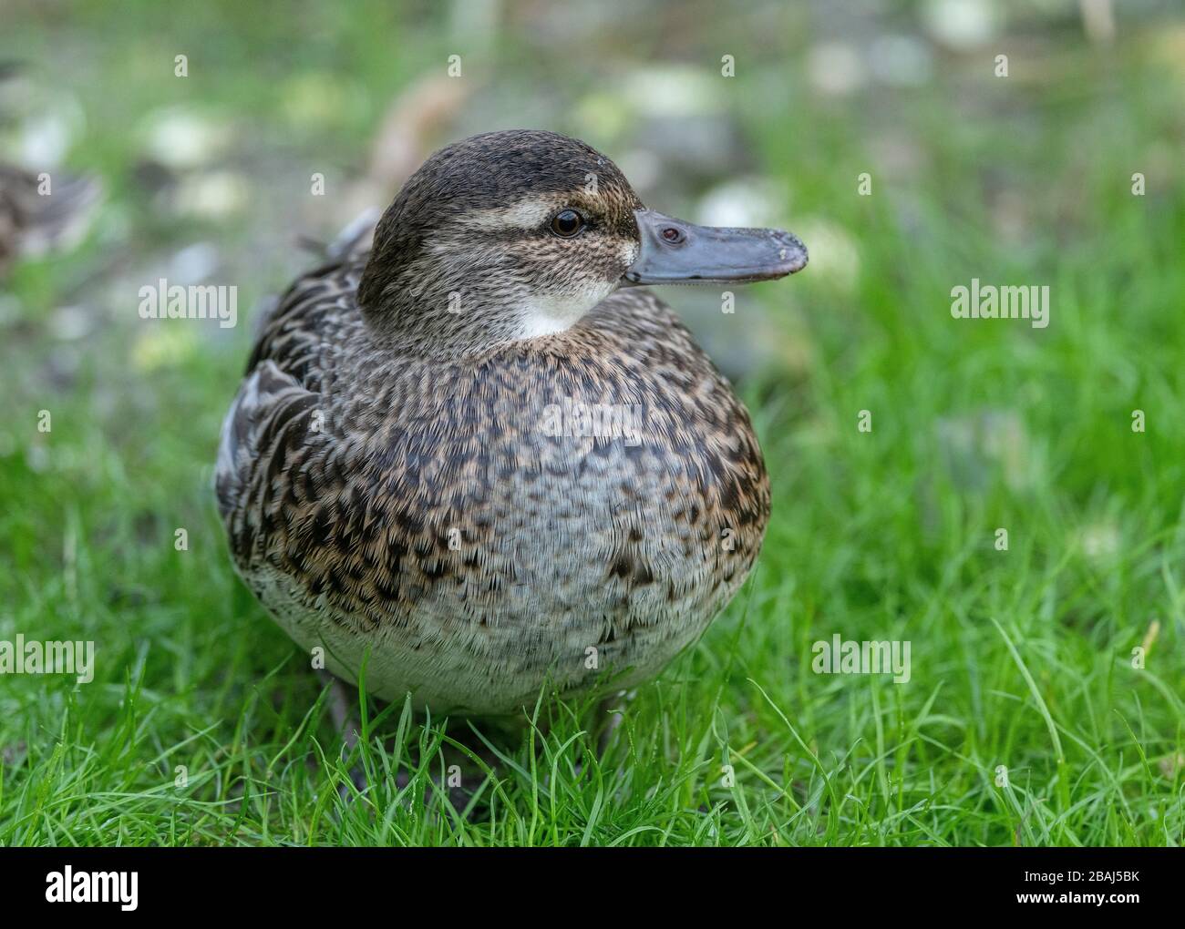 Garganey femelle, spatule querquedula, sur herbage par lac; oiseau de reproduction rare au Royaume-Uni. Banque D'Images