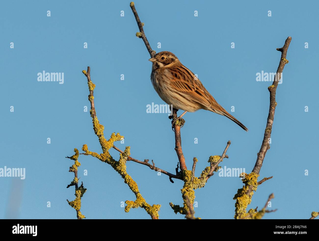 Boudin à roseau commune, Emberiza schoeniclus, perché en hiver à hedgeriw, au Somerset. Banque D'Images