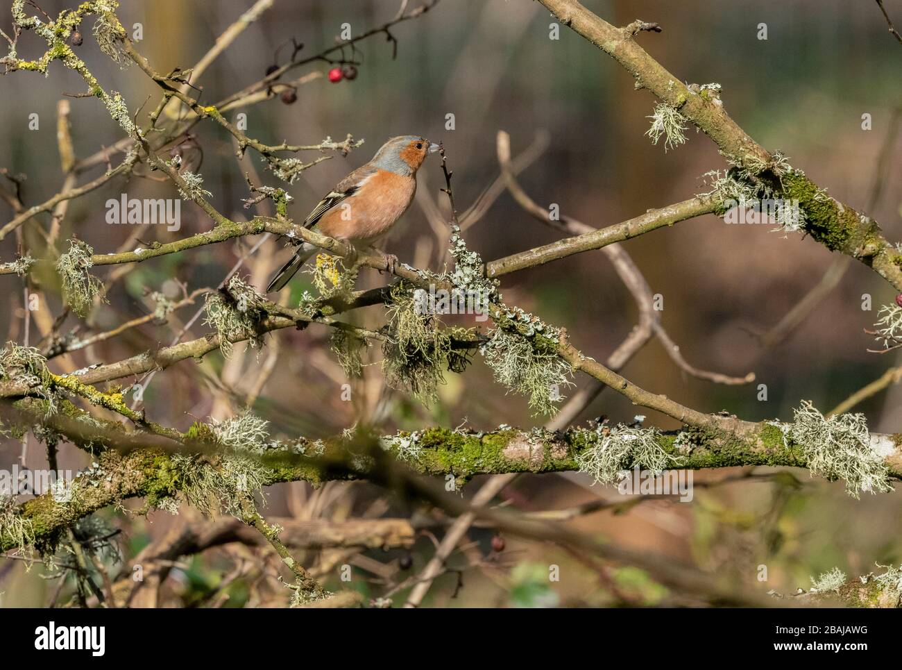 Cheffinch mâle, delebs de Fringilla, perché sur des branches couvertes de lichen en hiver, Dorset. Banque D'Images