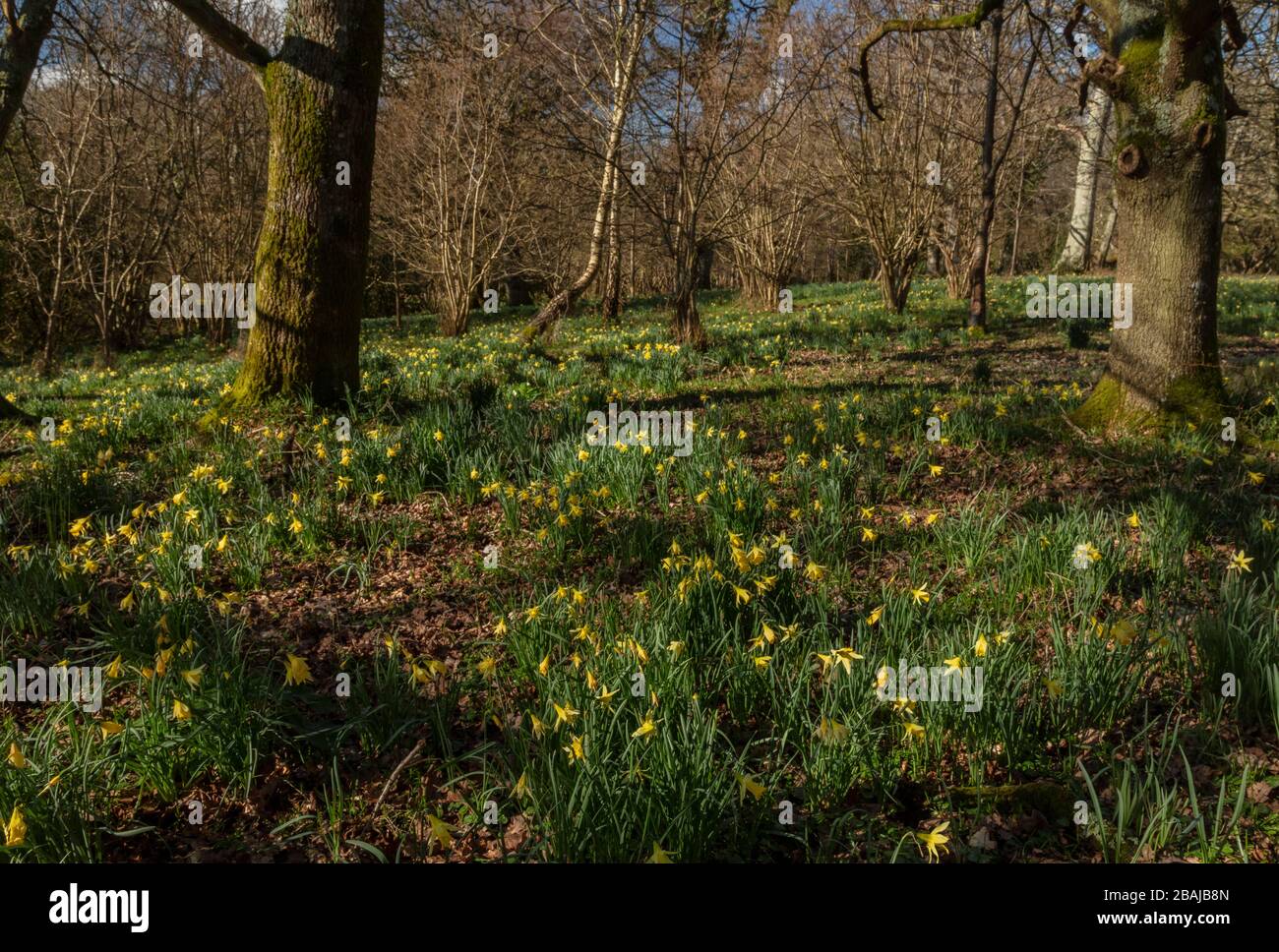 Daffodils sauvages, Narcisse pseudonarciss ssp. Pseudonarcissus, dans Tansthits Coppice (partie de Bere Stream SSSI), Dorset. Banque D'Images