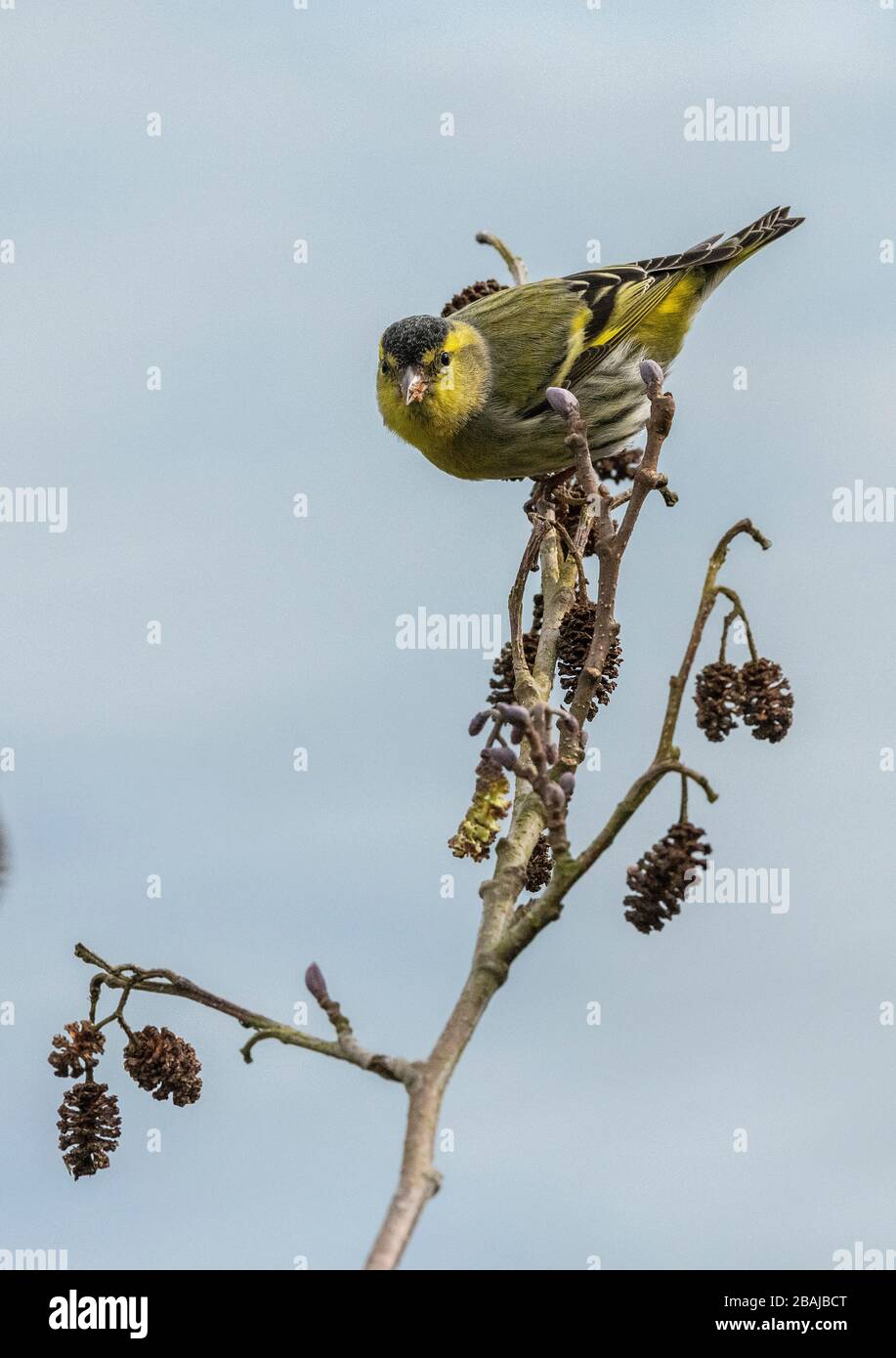 Siskin mâle, Spinus spinus, se nourrissant sur des cônes d'aulne fin hiver. Hampshire. Banque D'Images